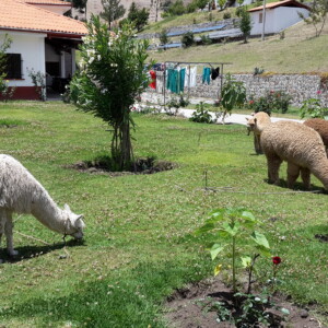 Alpacas, die auf der Krankenhauswiese weiden